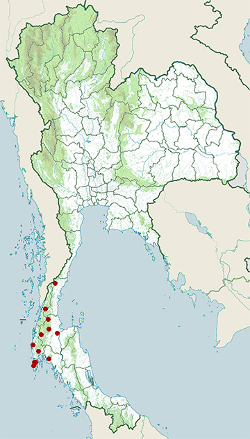 Distribution map of Phuket tree dragon, Acanthosaura phuketensis in Thailand