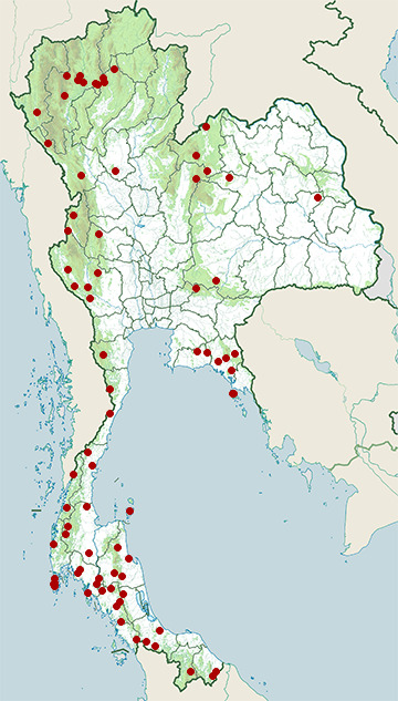 Distribution map of Red-tailed tree snake, Gonyosoma oxycephalum in Thailand