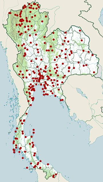 Distribution map of Scaly-breasted munia, Lonchura punctulata in Thailand