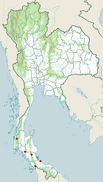 Distribution map of White-headed munia, Lonchura maja in Thailand